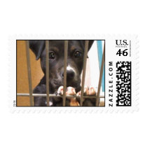Adopt a puppy postage
