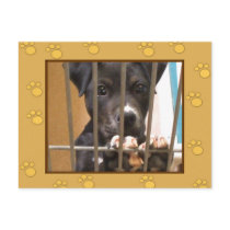 Adopt a puppy postcard by ritmoboxer Adopt a puppy postcard