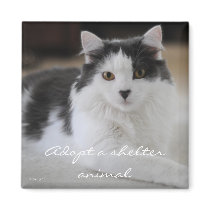Adopt a shelter animal magnets