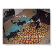 Adopt a shelter baby! posters