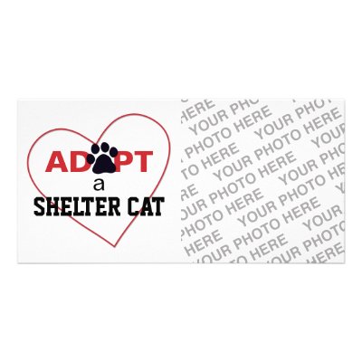Adopt a Shelter Cat Photo Card Template by FCACshelter