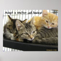 Adopt a shelter cat today posters