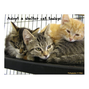 Adopt a shelter cat today print