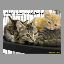 Adopt a shelter cat today posters