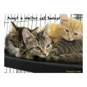 Adopt a shelter cat today posters by okcshelter Adopt a shelter cat today posters