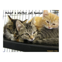 Adopt a shelter cat today posters by okcshelter Adopt a shelter cat today posters