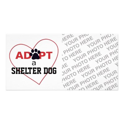 Adopt a Shelter Dog Picture Card by FCACshelter