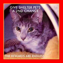 ADOPT A SHELTER PET posters by YOGI_1 ADOPT A SHELTER PET posters