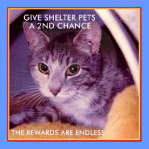 ADOPT A SHELTER PET posters