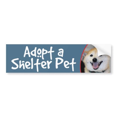 Adopt a Shelter Pet Shiba Inu Bumper Stickers by FCACshelter