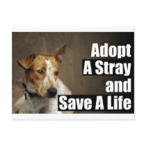 Adopt A Stray Post Card postcards