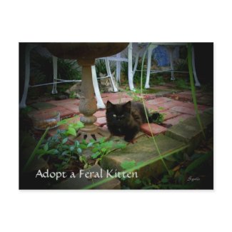 Adopt a Feral Kitten and Save a Life by Susan
<script language='JavaScript' type='text/javascript'>
<!--
var prefix = 'mailto:';
var suffix = '';
var attribs = '';
var path = 'hr' + 'ef' + '=';
var addy58434 = 'Golis' + '@';
addy58434 = addy58434 + 'zazzle' + '.' + 'com';
document.write( '<a ' + path + '\'' + prefix + addy58434 + suffix + '\'' + attribs + '>' );
document.write( addy58434 );
document.write( '<\/a>' );
//-->
</script><script language='JavaScript' type='text/javascript'>
<!--
document.write( '<span style=\'display: none;\'>' );
//-->
</script>This e-mail address is being protected from spambots. You need JavaScript enabled to view it
<script language='JavaScript' type='text/javascript'>
<!--
document.write( '</' );
document.write( 'span>' );
//-->
</script>
