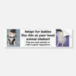 Adopt fur babies like this at your local shelter. bumper stickers