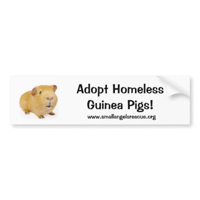 guinea pig adoption