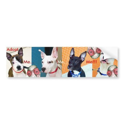 Adopt Me... Me... Me!!! Bumper Sticker by Insomniacs