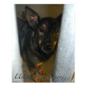 Adopt One! posters