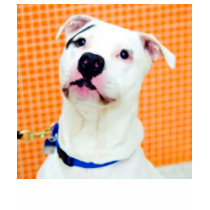Adopt Petey t-shirts by Hoffard Adopt Petey t-shirts