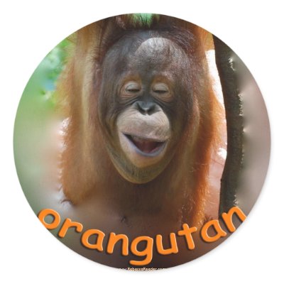 ADOPT THIS BOY:  Happy Orangutan Round Stickers by Rebecca_Reeder