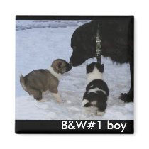 Adoptable Akita Boy Magnet by Petcetera Adoptable Akita Boy Magnet