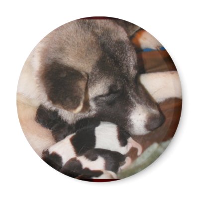 Adoptable Akita Magnets by Petcetera