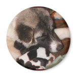 Adoptable Akita Magnets