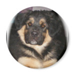 adoptable_GSD_mix Magnets magnet