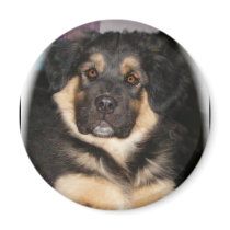 adoptable_GSD_mix Magnets