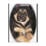 adoptable_GSD_mix Postcards adoptable_GSD_mix Postcards