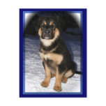 adoptable GSD postcards adoptable GSD postcards