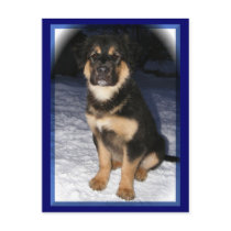 adoptable GSD postcards