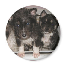Adoptable puppies Magnet #8 by Petcetera Adoptable puppies Magnet #8