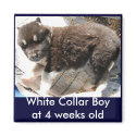 Adoptable Puppy Magnet, black boy