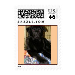 Adoptable puppy stamps