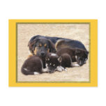 adoptable shep male Postcards adoptable shep male Postcards