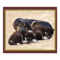 adoptable shep male & puppy poster posters