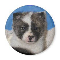 adopted Akita Magnet by Petcetera adopted Akita Magnet