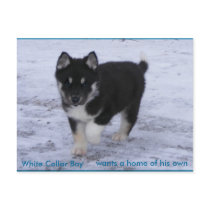 Adopted Dogs postcards by Petcetera Adopted Dogs postcards