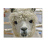 Adorable Alpaca Postcard