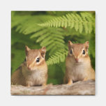 Adorable Baby Chipmunk Siblings Magnet