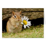 Adorable Baby Chipmunk with Daisy Card cards