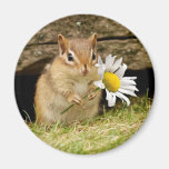 Adorable Baby Chipmunk with Daisy Magnet