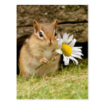 Adorable Baby Chipmunk with Daisy Post Cards