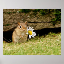 Adorable Baby Chipmunk with Daisy Poster