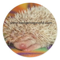 Adorable baby hedgehog sticker by hedgehogworld Adorable baby hedgehog sticker