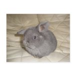 Adorable Baby Mini Lop Post Card