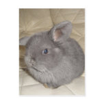 Adorable Baby Mini Lop Post Card