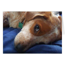 Adorable Beagle Mix cards by MenagerieMayhem Adorable Beagle Mix cards