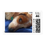 Adorable Beagle Mix postage