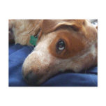Adorable Beagle Mix postcards