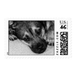 Adorable Black and White Dog Postage Stamp
